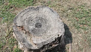 Wyjaśniamy, dlaczego warto usunąć pień drzewa i jak to zrobić.