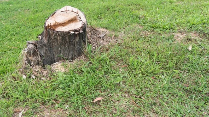 Jak usunąć pień z ogrodu