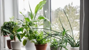 Kilka roślin doniczkowych działa jak naturalny oczyszczacz powietrza. Wśród nich jest aloes.