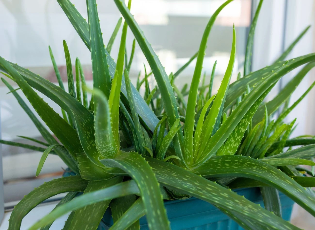 Aloes oczyszcza powietrze z toksyn i może poprawiać jego nawilżenie.