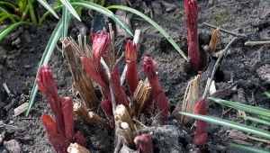 Wyjaśniamy, jak przycinać piwonie przed zimą, by na  wiosnę mieć jeszcze więcej kwiatów.