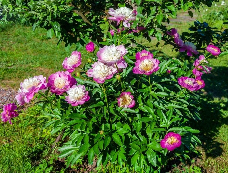 Warto zadbać o piwonie przed zimą, aby w przyszłym roku jeszcze lepiej kwitły