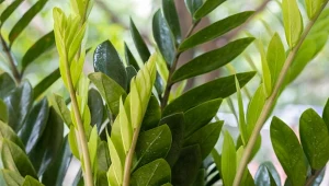 Zamiokulkas najlepiej rośnie w żyznej, próchniczej i przepuszczalnej glebie i jasnym stanowisku.