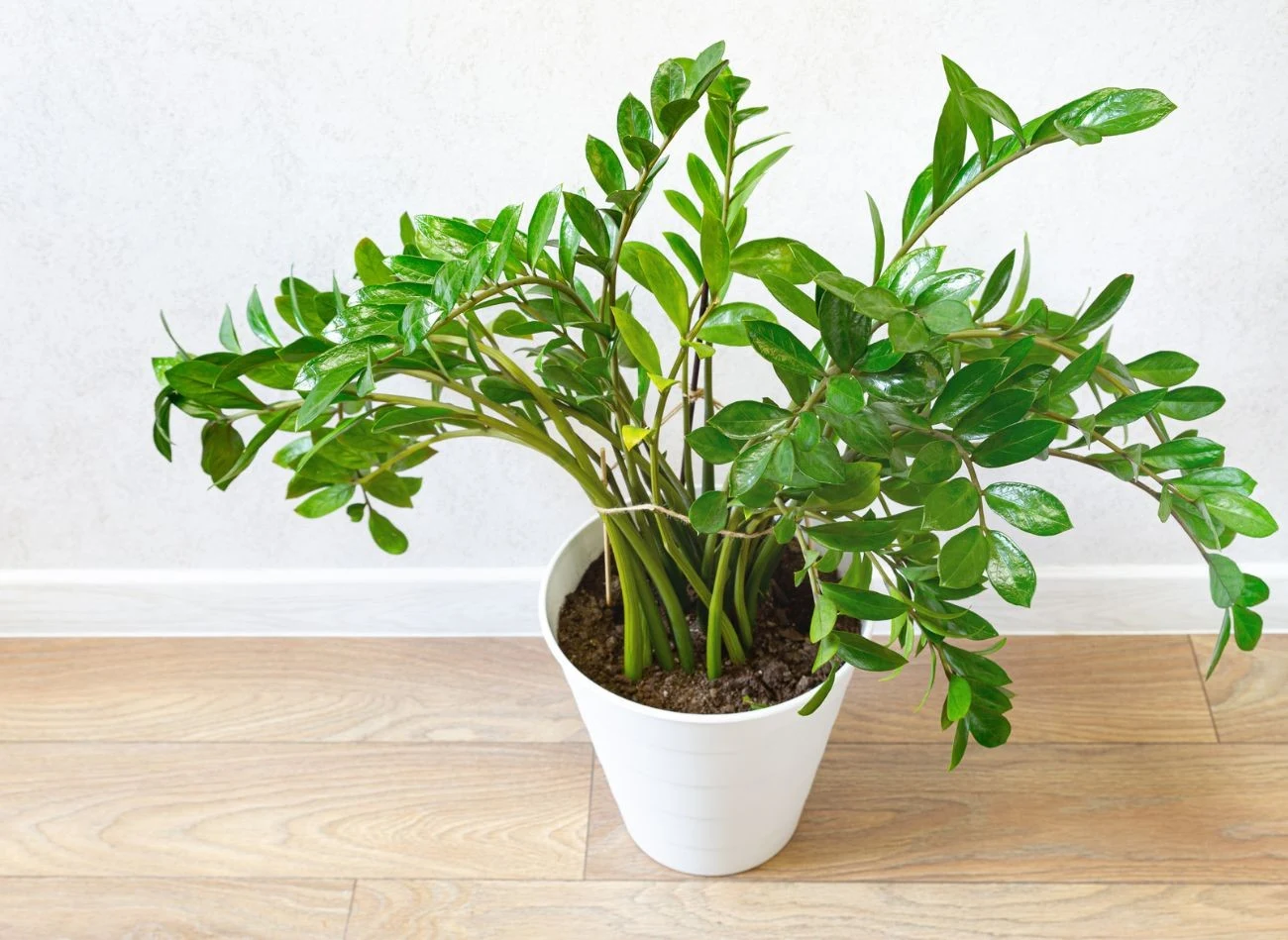 Jeśli zamiokulkas ma już wiotkie łodygi, które się kładą, możesz rozważyć delikatne podparcie