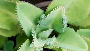 Żyworódka to największa konkurentka aloesu. Fot. hwinnhwinn/Canva Pro