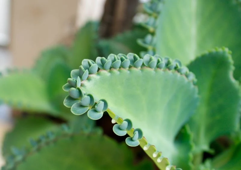 Liście żyworódki pierzastej stanowią jej największy atut.