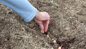 Jak sadzić cebulę, aby miała większe główki? Zastosuj metodę głębszego sadzenia.
