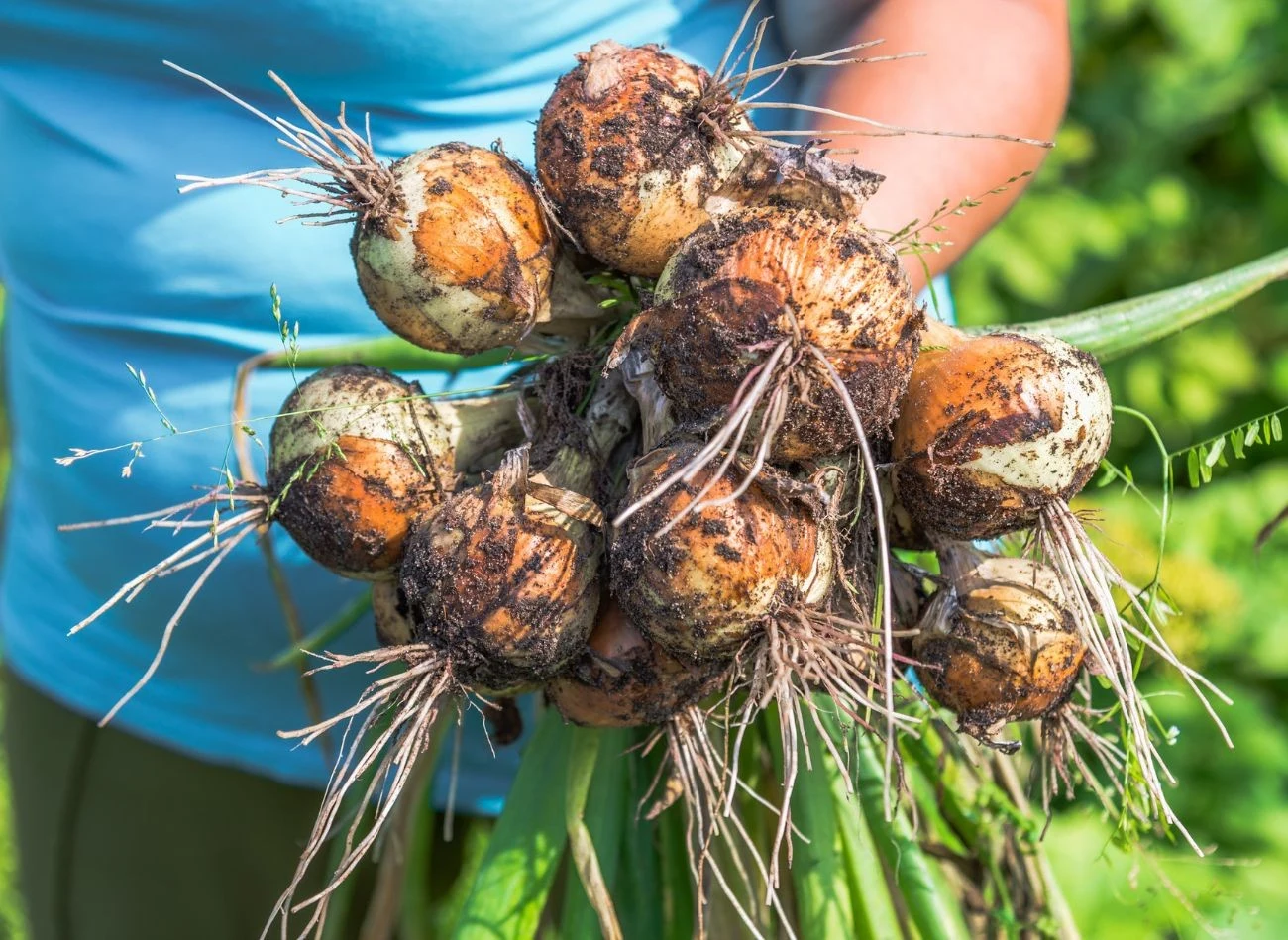 Posadzenie cebuli na głębokości ok