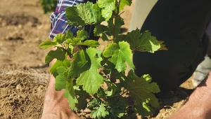 Sadzenie winorośli jesienią. Nie przegap terminu, a dobrze się ukorzenią i nabiorą odporności