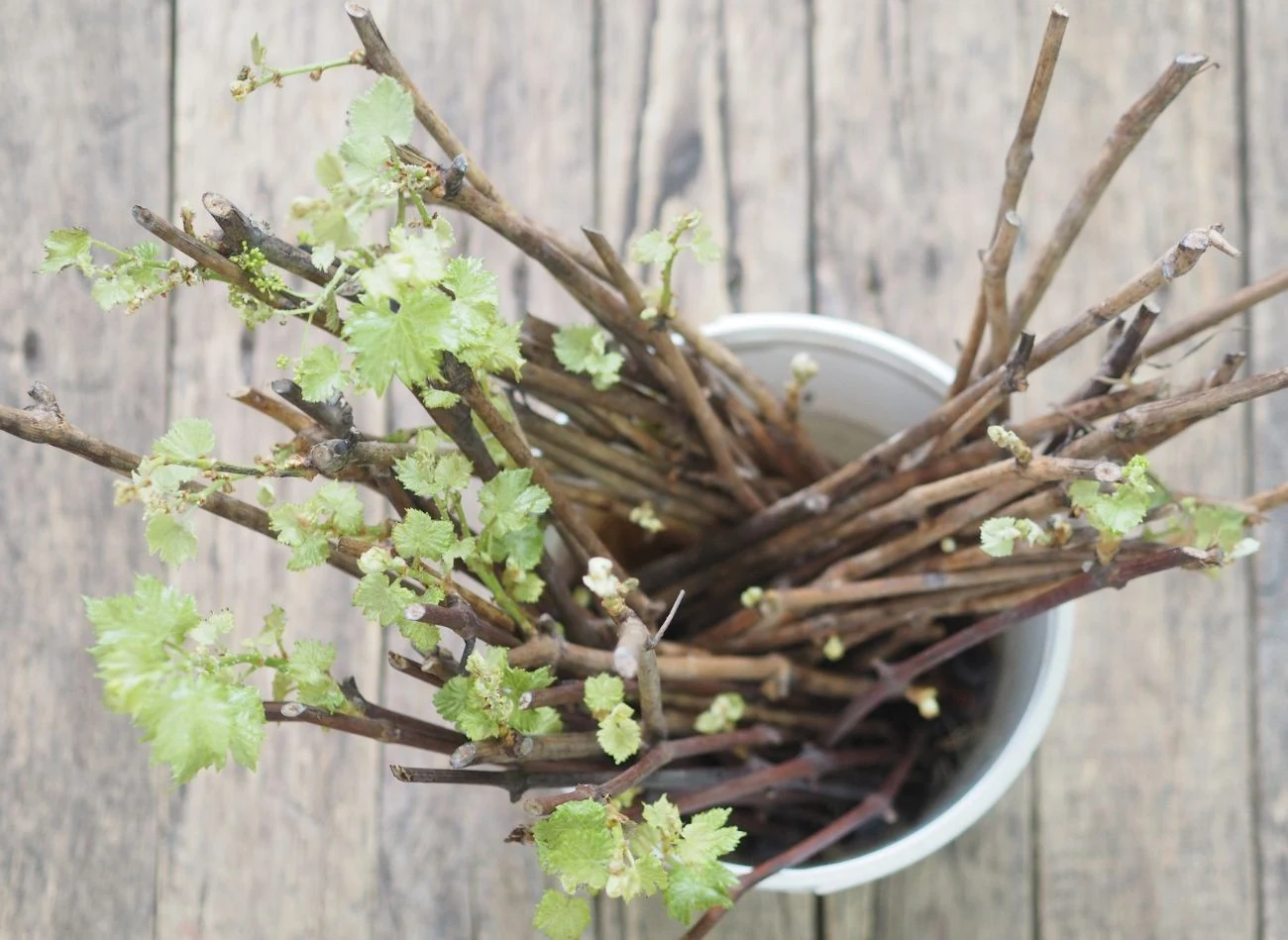 Moczenie korzeni sadzonek przez kilkanaście godzin w wodzie sprawia, że odzyskują one elastyczność, nasycają się wilgocią i są lepiej przystosowane do kontaktu z glebą.