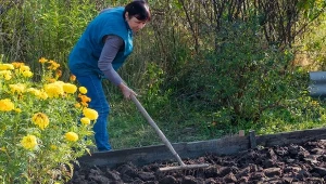 Nawet jeśli masz w ogrodzie dobrą jakościowo glebę, warto ją wzbogacić jesienią.