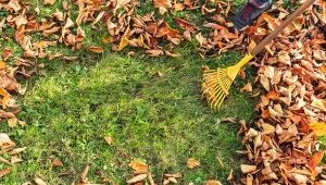 Ostatnie koszenie, nawóz i dosiewki. Kompletny plan dla trawnika przed zimą