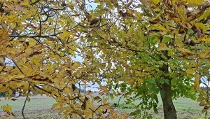 Jak wykorzystać opadłe liście orzecha włoskiego?/Deccoria.pl