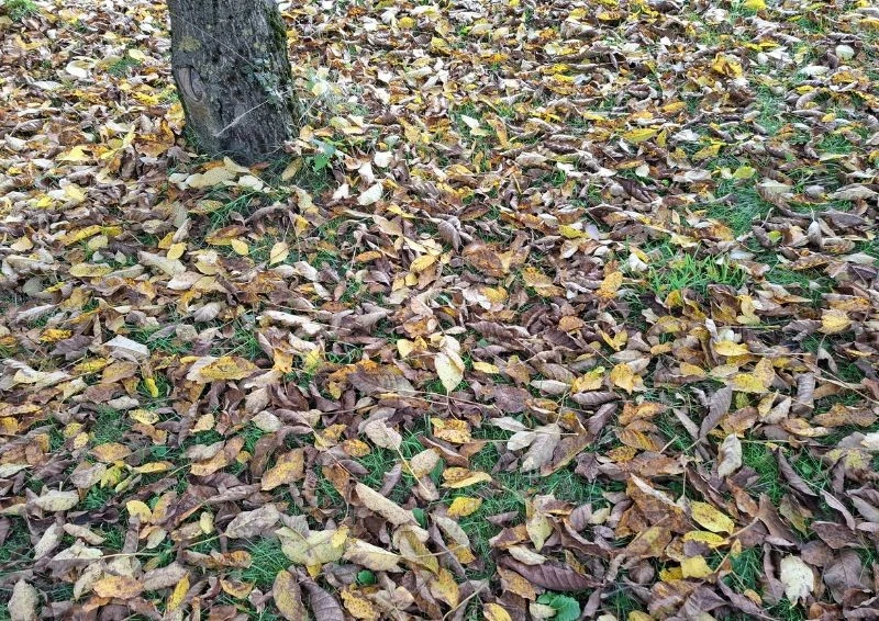 Opadłe liście orzecha włoskiego można wykorzystać do przygotowania grządek.