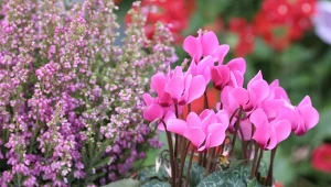 Jakie kwiaty oprócz chryzantem nadają się na cmentarz, by wytrzymały całą zimę?