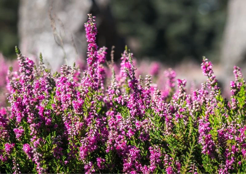 Wrzos idealnie nadaje się na cmentarz i wymaga jedynie podlewania w czasie suszy.