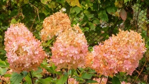 Większość popularnych gatunków hortensji można przesadzać za pomocą sztobrów i dobrze je ukorzenić .