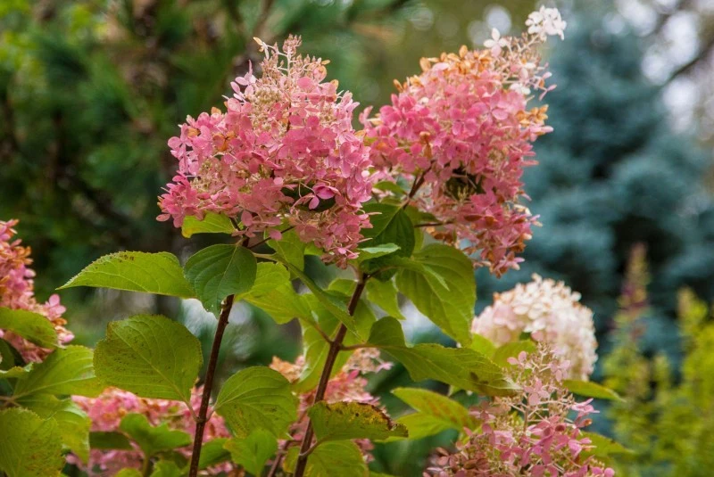 Rozmnażanie hortensji wbrew pozorom jest bardzo prostym zadaniem.