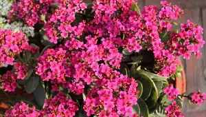 Co zrobić, żeby kalanchoe zakwitło jeszcze raz?