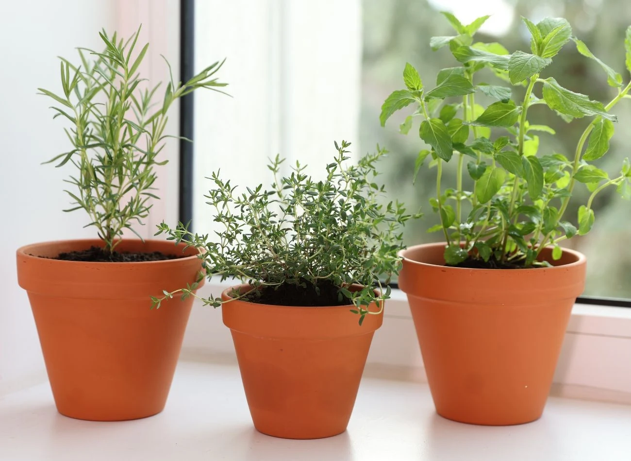 Tymianek (środkowa doniczka) jest jedną z najczęściej uprawianych roślin zielarskich w domu.
