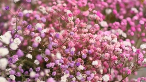 Jak uprawiać gipsówkę w ogrodzie?