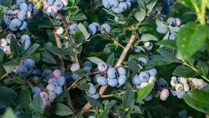 Przed posadzeniem borówki amerykańskiej warto ją podsypać kwaśną mieszanką.