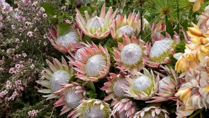 Protea królewska doskonale nadaje się na cmentarz i z powodzeniem zastąpi popularne chryzantemy.