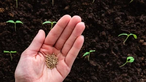 Czy można rozdawać nasiona z własnego ogrodu?