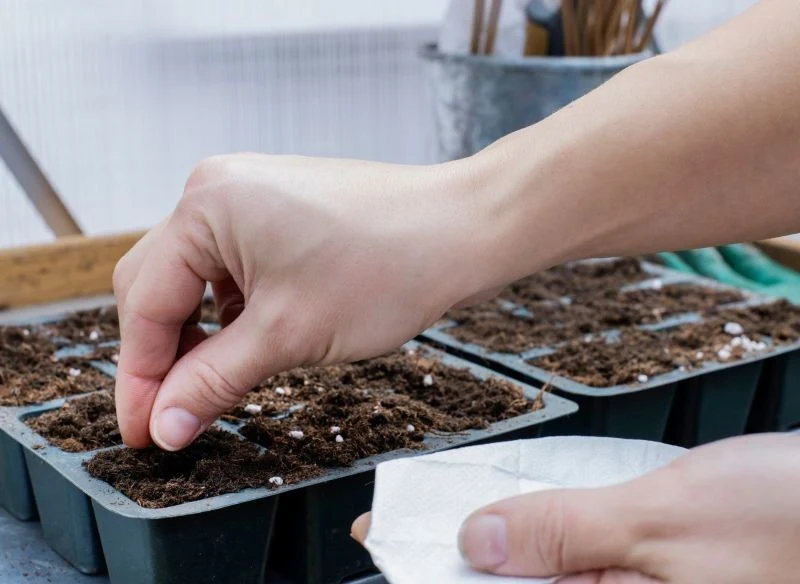 Nie wolno sprzedawać własnych nasion bez odpowiedniego zgłoszenia