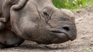 W arktycznym kraterze znaleźli coś dziwnego. Te nosorożce nie miały rogów