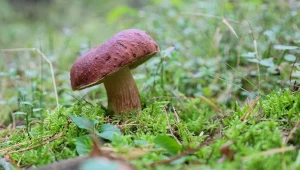 Quiz o grzybach. Sprawdź, czy jesteś wytrawnym grzybiarzem