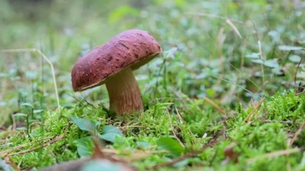 Jesteś mistrzem grzybobrania? Ten quiz o grzybach przetestuje twoją wiedzę