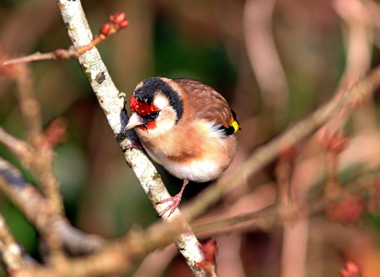 Szczygieł uwielbia wyjadać nasiona ostu prosto z główki rośliny.