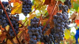 Jesienne cięcie winorośli najlepiej przeprowadzić po opadnięciu liści.