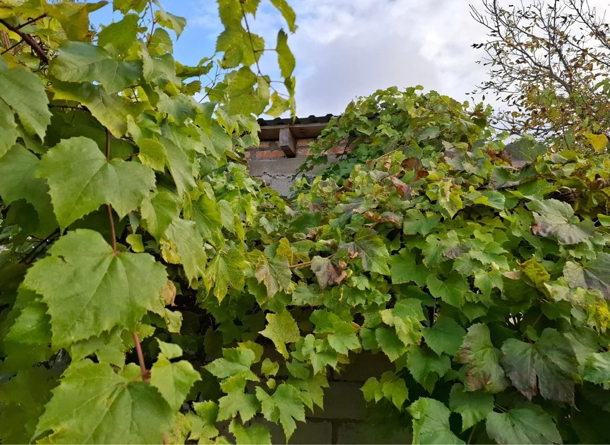 Cięcie winorośli pozytywnie wpływa na jej wzrost oraz owocowanie.