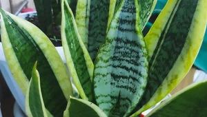 Co zrobić, gdy liście sansewierii zaczynają żółknąć i robić się miękkie?