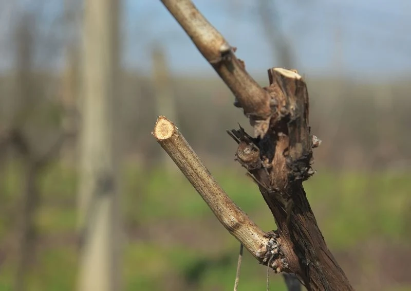 Zawsze przycinaj pędy winorośli ukośnie.