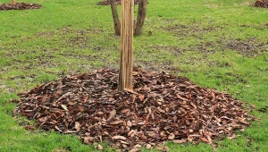 Jakich błędów podczas ściółkowania należy unikać?