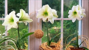 Jak uprawiać amarylis, aby długo kwitł?