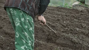 Wyjaśniamy, jak prawidłowo stosować nawozy wapniowe do odkwaszania gleby.