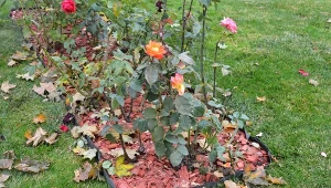 Jak zabezpieczyć róże przed pierwszymi przymrozkami? Wykonaj dwa ważne zabiegi