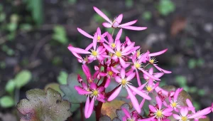 Skalnica zarzyczkolistna to długo kwitnąca bylina inna niż wszystkie.