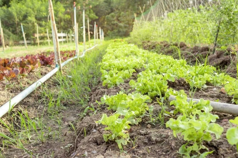 Dobrze przeprowadzone wapnowanie zagwarantuje lepsze plonowanie i wzrost roślin w warzywniku