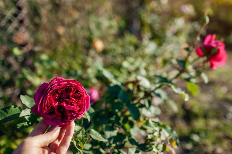 Kopczykowanie to kluczowy zabieg dla róż przed pierwszymi mrozami.