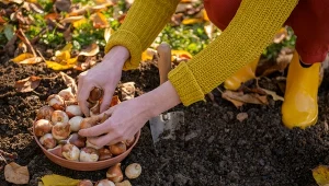 Jakich kwiatów cebulowych nie trzeba wykopywać?