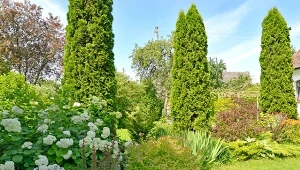 Co posadzić obok tui, a czego lepiej nie?