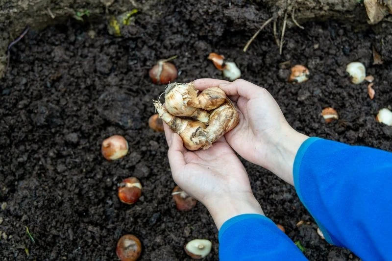 Wiele kwitnących roślin cebulowych może zimować w gruncie przez kilka lat