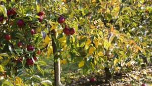 Słodsze i większe jabłka. Zrób to teraz, a jabłoń odwdzięczy się za rok