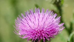 Wygląda jak chwast, a to najcenniejsza z roślin. Każdy powinien wysiać