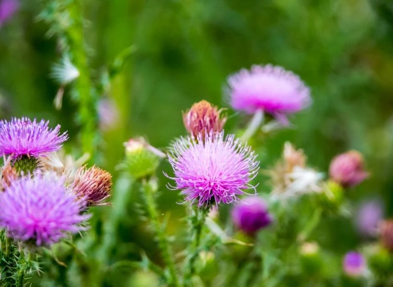 Po kwitnieniu, w sierpniu i we wrześniu, zbiera się nasiona ostropestu plamistego